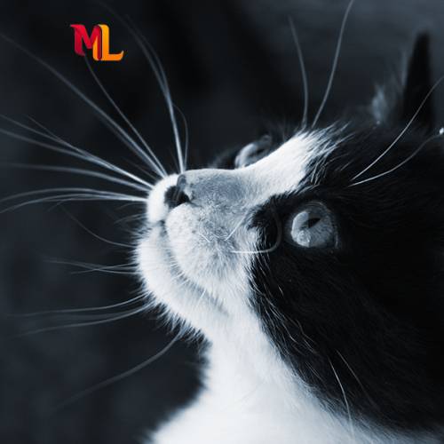 Alimentos para Gatos