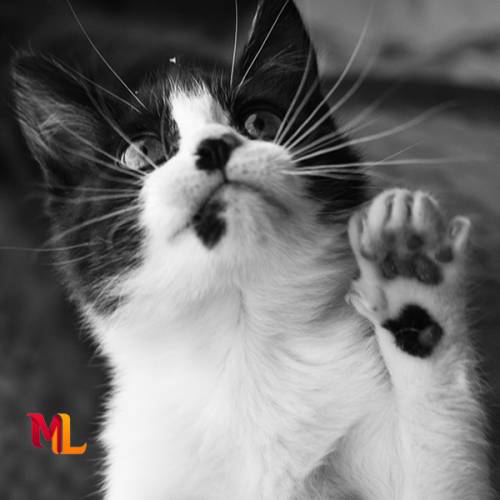 Higiene y Salud Animal